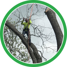 s2 | Natures Tree Removal tree service houston tx
