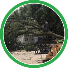 s5 | Natures Tree Removal tree service houston tx