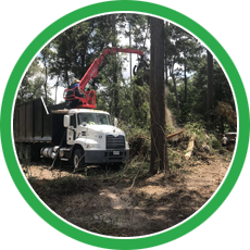 s7 | Natures Tree Removal Tree Removal Houston