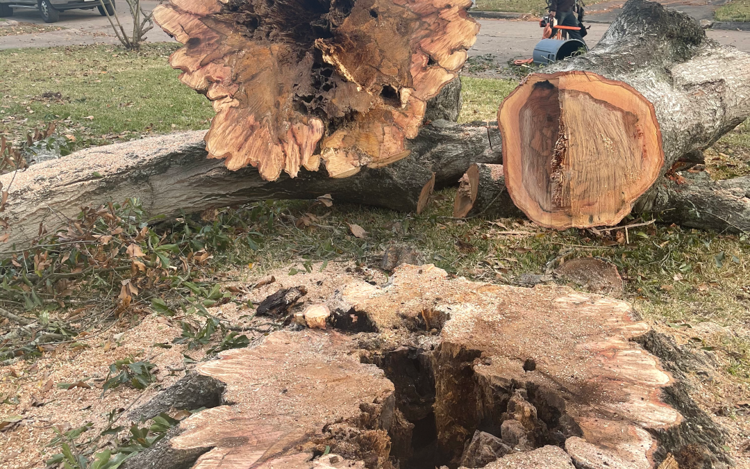 How to Choose the Right Tree Service for Your Needs