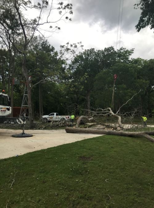 Understanding the Different Types of Tree Services and Their Benefits | Nature’s Tree Removal of Houston