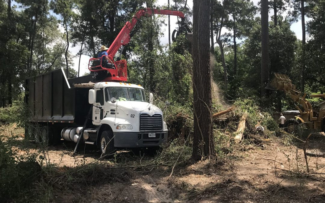 Understanding the Importance of Tree Cutting for Hazardous Trees | Nature’s Tree Removal of Houston