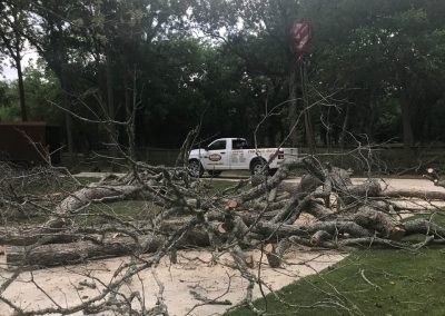 Natures Tree-Branches on ground