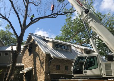 Natures Tree-Crane Tree 2