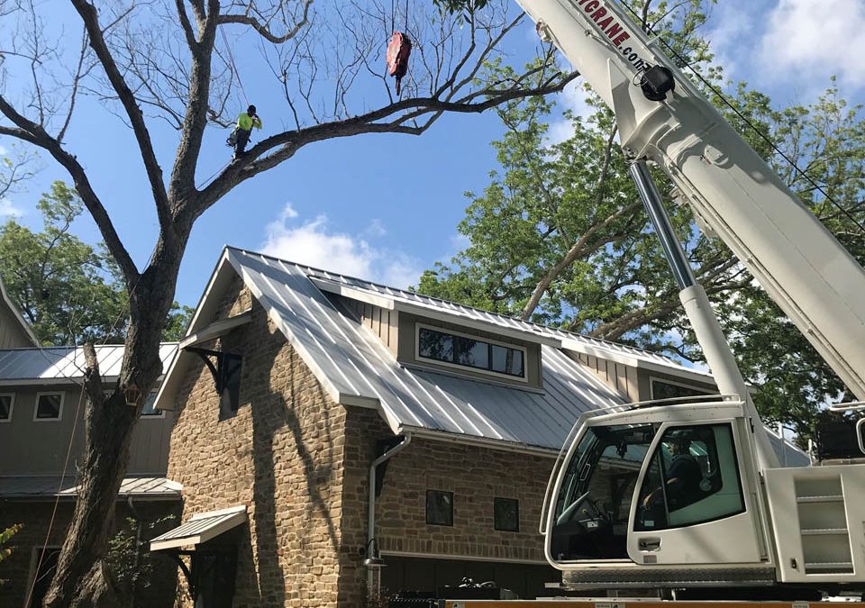 Preventing Tree Hazards: The Role of Regular Tree Inspections – Nature’s Tree Removal of Houston