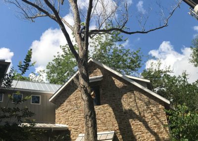 Natures Tree- Crane tree