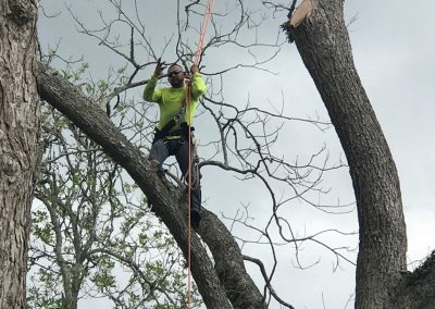 Natures Tree Crew in tree