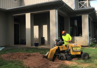 Natures Tree- Filling hole