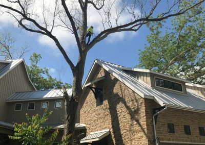 Natures Tree-Guy in Tree