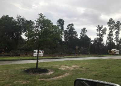 Natures Tree-Land Clearing