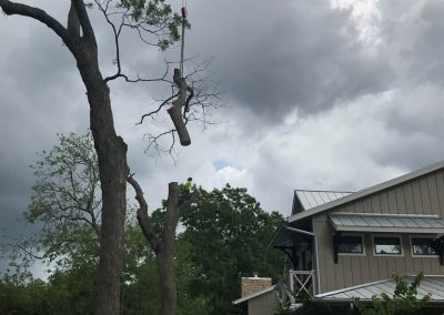 Natures Tree- Limb suspended