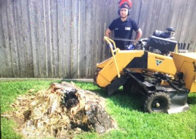 Stump Removal machine HOUSTON TX