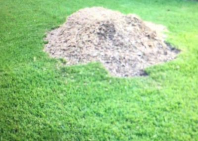 Tree Removal HOUSTON TX