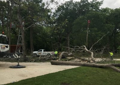 Tree Removal HOUSTON TX