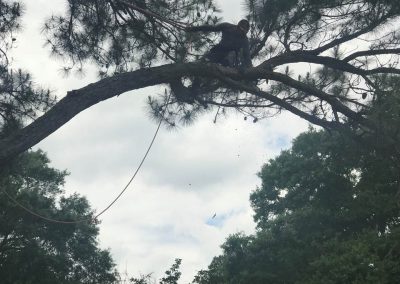 Tree Removal HOUSTON TX