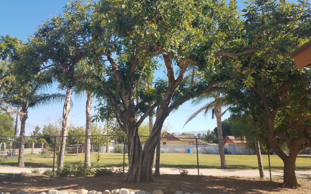 Why Do You Need Tree Cabling?