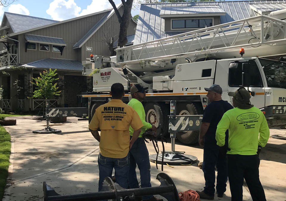 The Importance of Choosing the Right Tree Removal Company: Factors to Consider – Nature’s Tree Removal of Houston