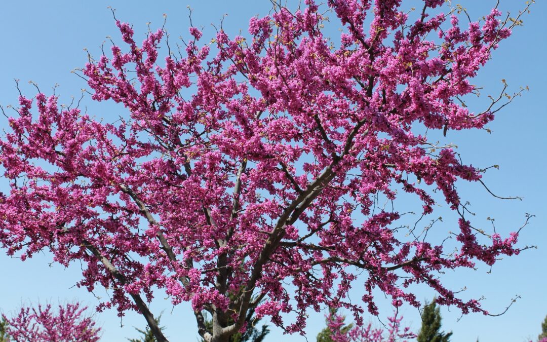 Six Tips on How to Care for New Trees