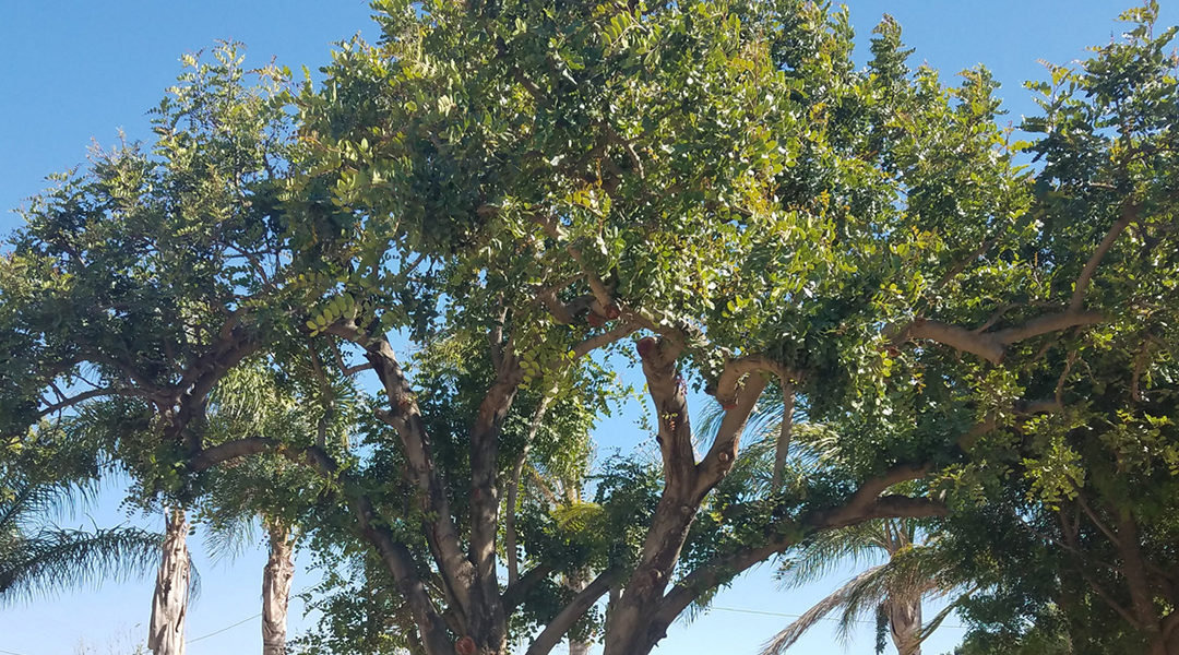 How To Identify Dead Branches: Quick Guide