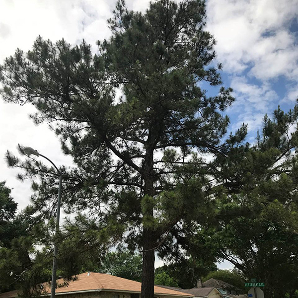 Can a Tree Freeze to Death? Winter Care Tips