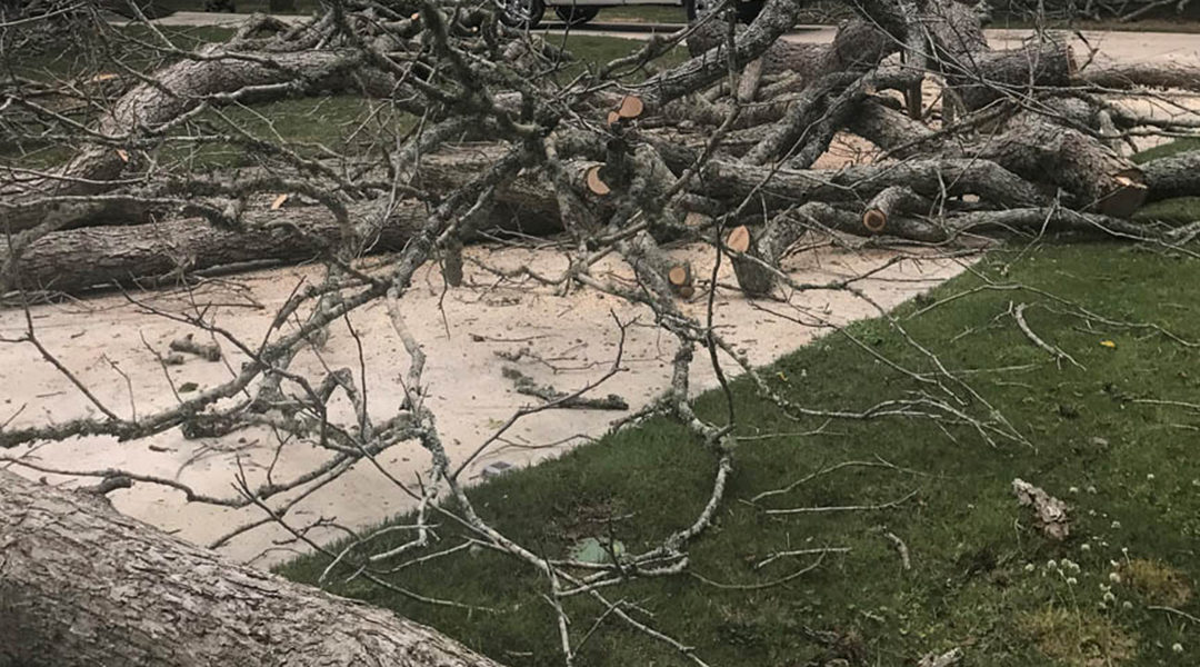 The Downsides of Clearing Land Yourself