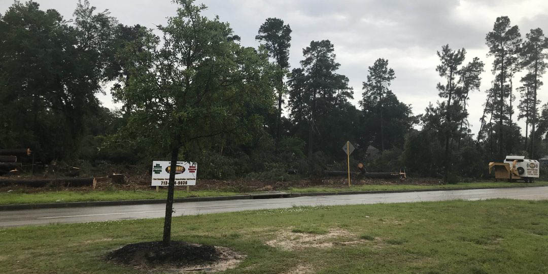 4 Fruit Trees to Grow in Texas