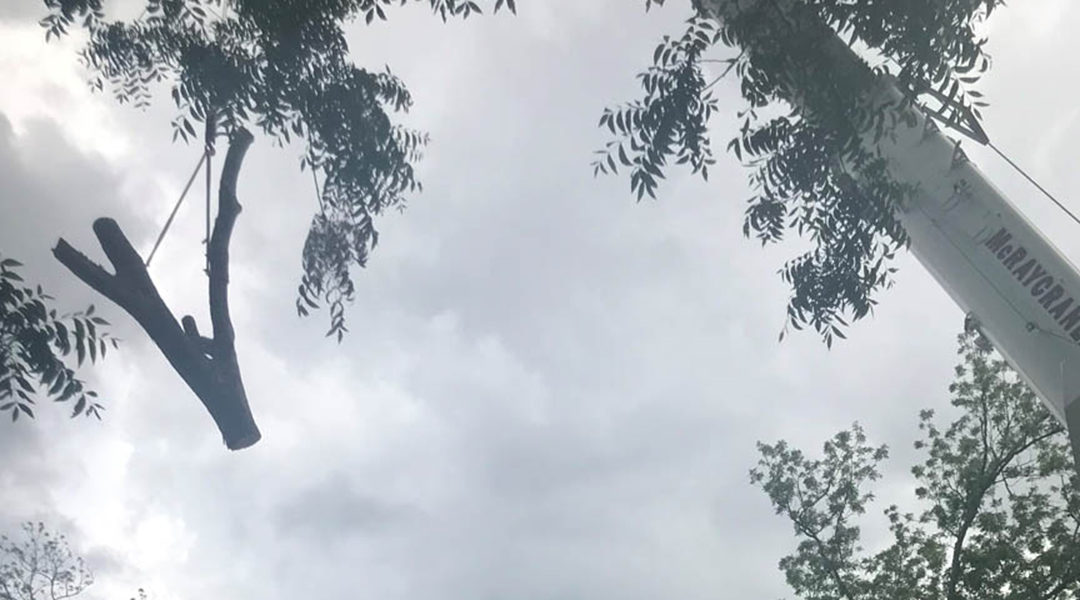 How to Remove a Large Tree: Steps from the Professionals