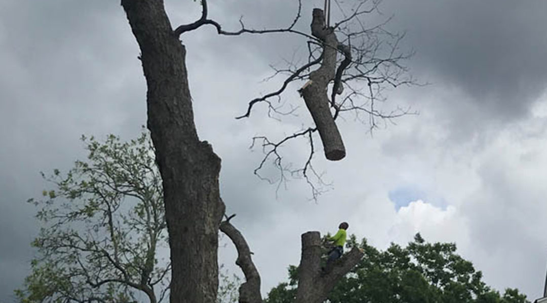 Why Topping a Tree Is Frowned Upon by Tree Experts