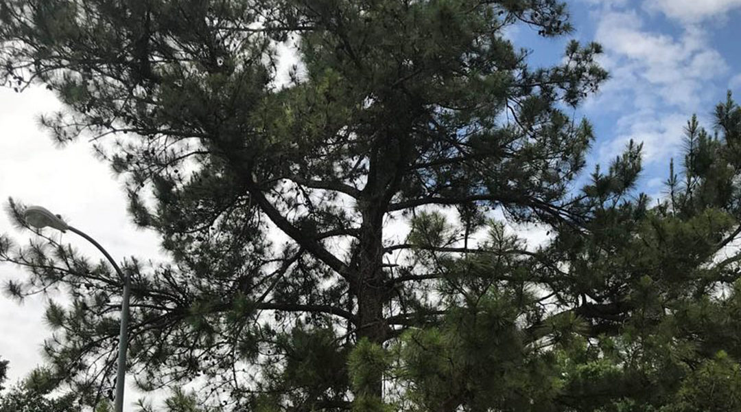 Tree Boring Insects: Prevention and Treatment