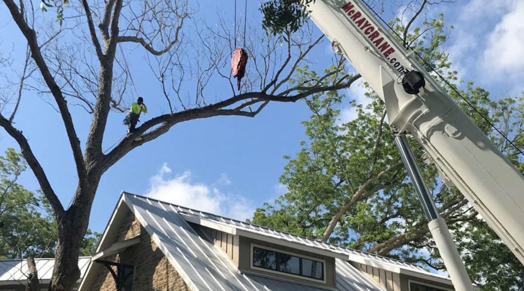 The Process of Tree Cutting: Techniques and Equipment Used by Professionals – Nature’s Tree Removal of Houston