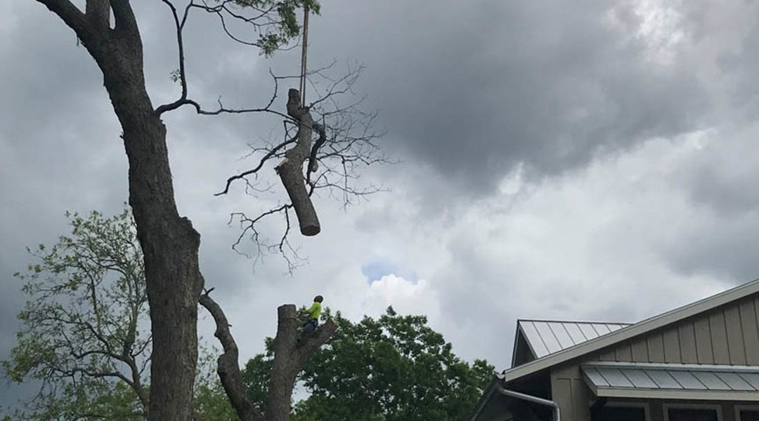 5 Pieces of Equipment Tree Removal Experts Use