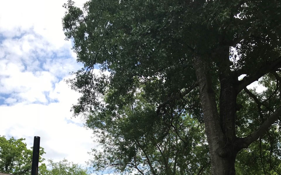 Tree Trunk Rotting: What You Need to Know