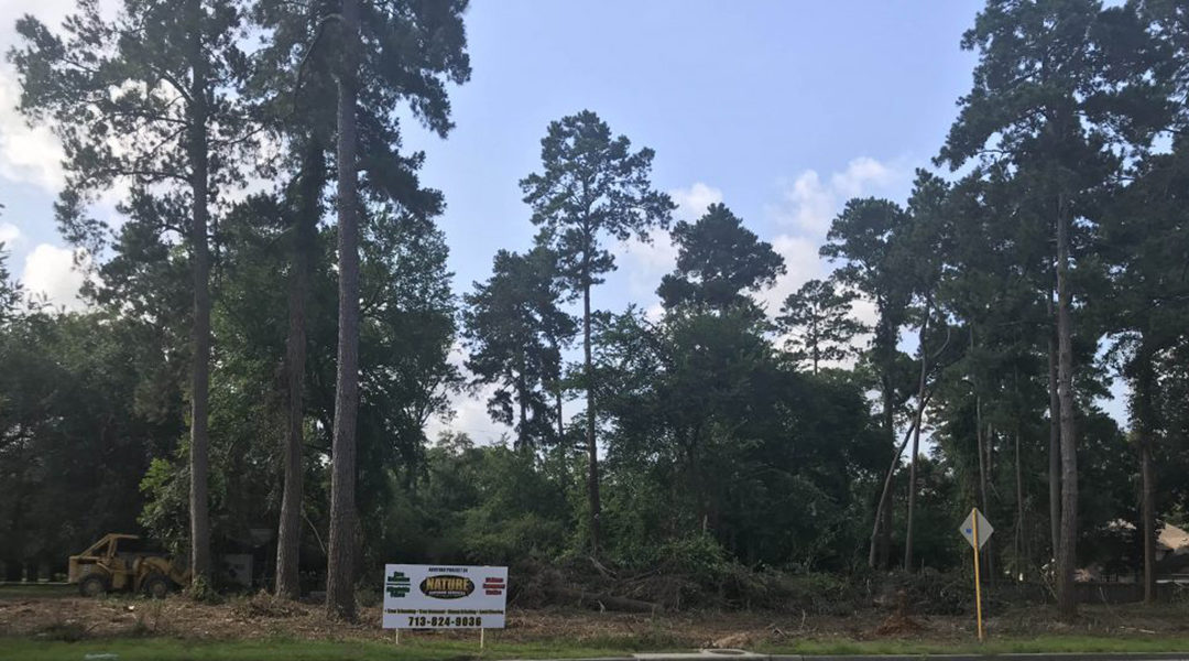 How Trees Reduce Temperature: What You Need to Know