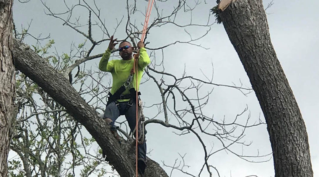 The Art of Tree Pruning: Promoting Health and Aesthetics | Nature’s Tree Removal of Houston | Houston, TX