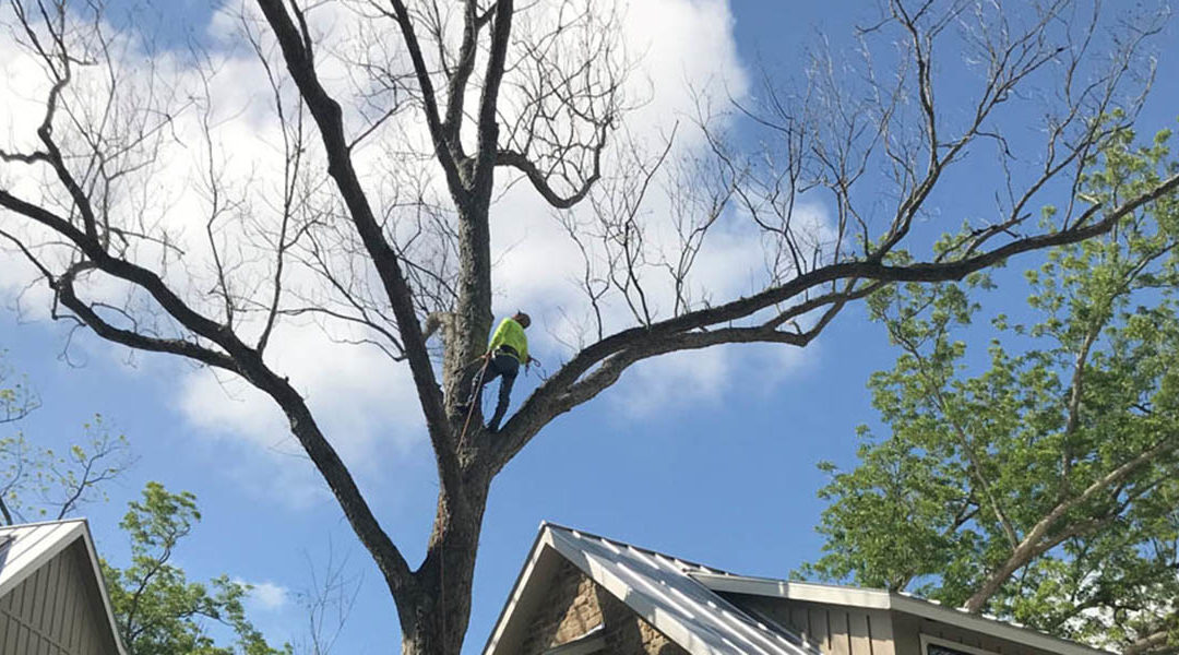 When to Prune Fruit Trees: 4 Signs