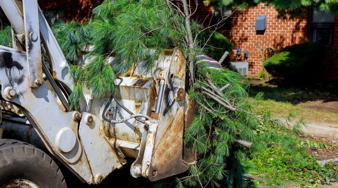 Who Is Responsible for Fallen Tree Removal?